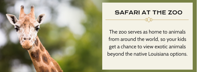 safari at the zoo